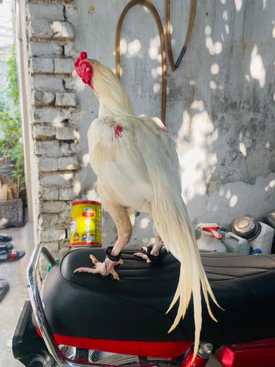 Heera murga WhatsApp 03105018400