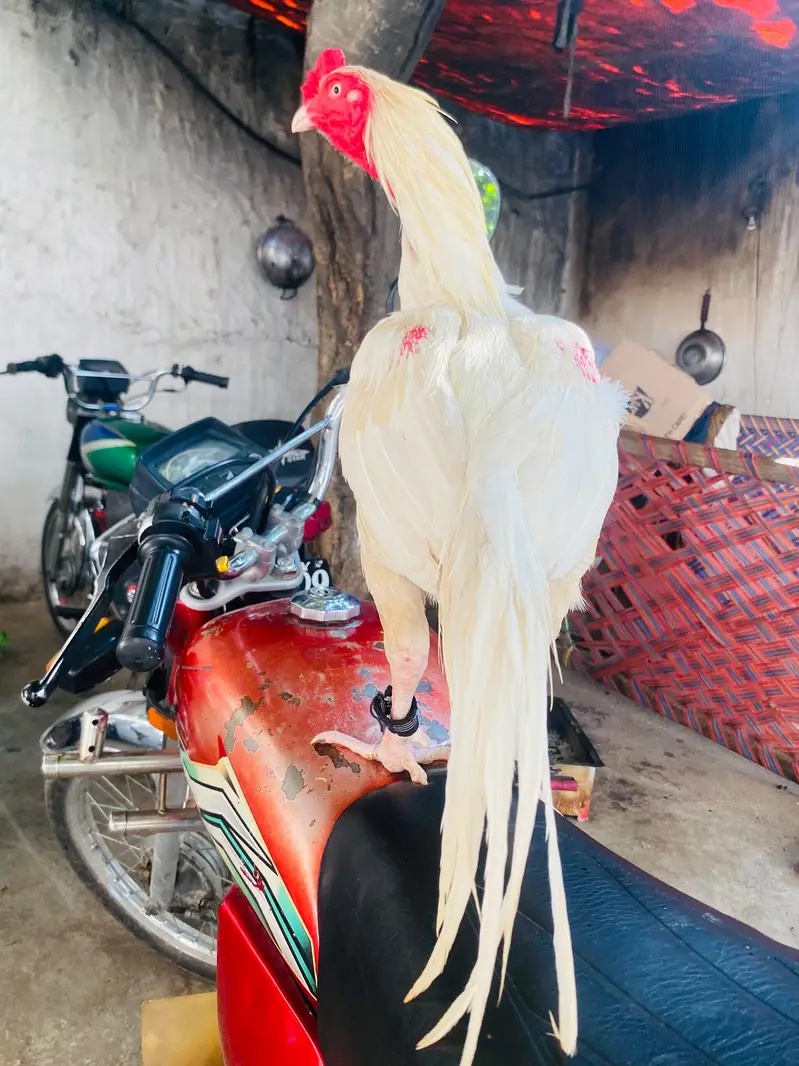 Heera murga WhatsApp 03105018400 — photo 3