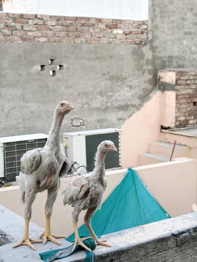 shamoo chiks healthy and active  Top quality