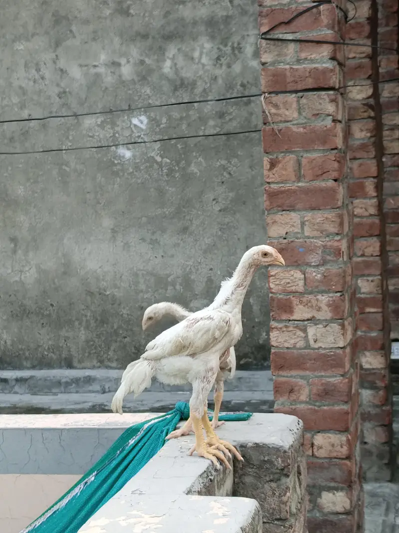 shamoo chiks healthy and active  Top quality — photo 6