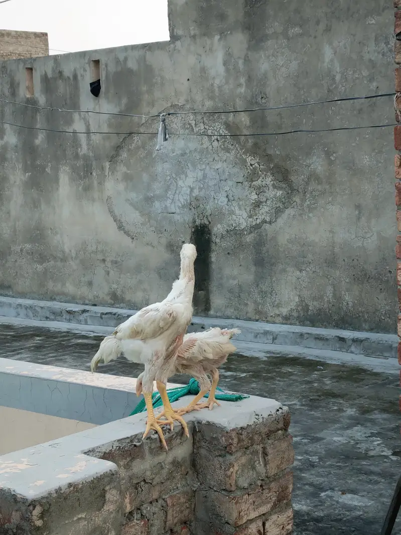 shamoo chiks healthy and active  Top quality — photo 7