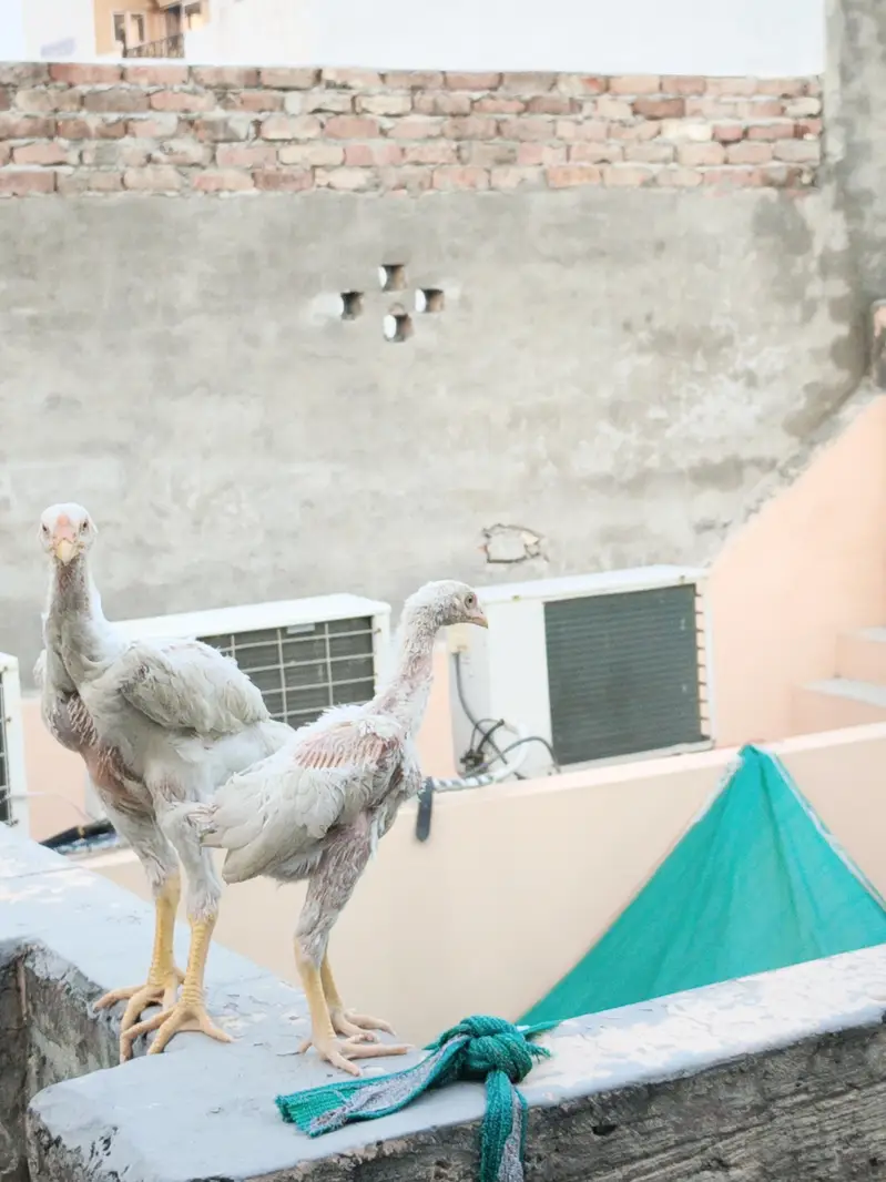 shamoo chiks healthy and active  Top quality — photo 8