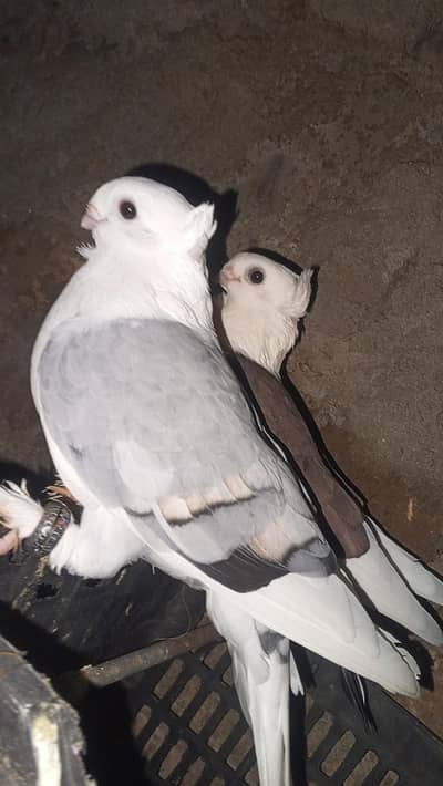 sentient breeder pair