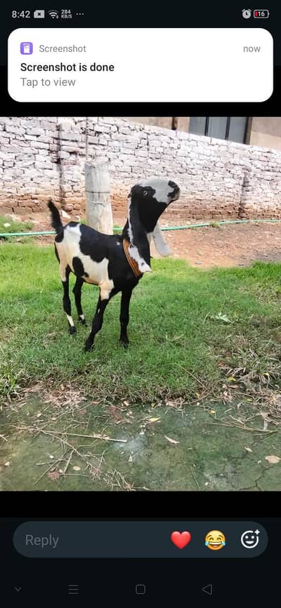 Amritsari  | Bakri |Goat |sheep |chatra |kajla