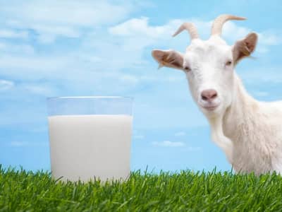 Goats | Goats Milk | milky Goats | Milk Goats For sale