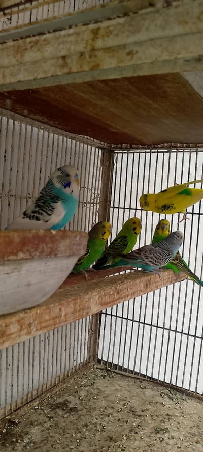 Australian Bugies Bajri for Sale