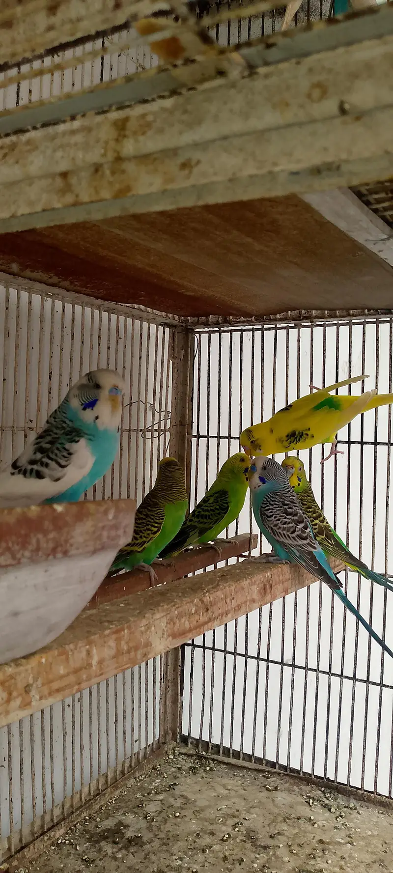 Australian Bugies Bajri for Sale — photo 2