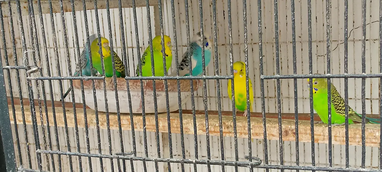 Australian Bugies Bajri for Sale — photo 4