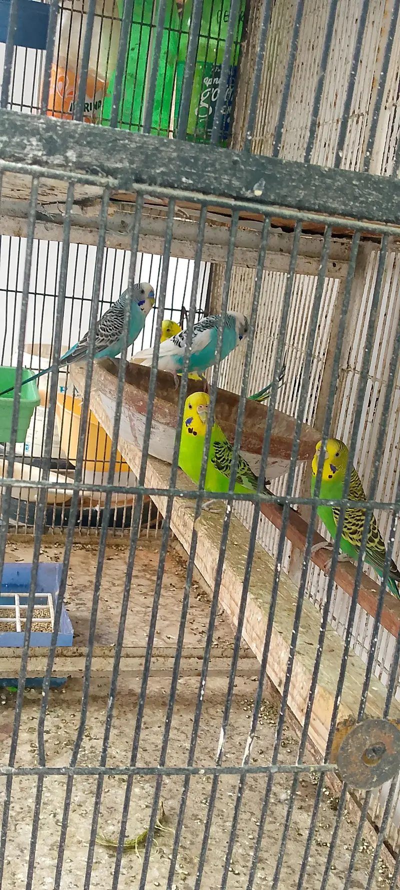 Australian Bugies Bajri for Sale — photo 5
