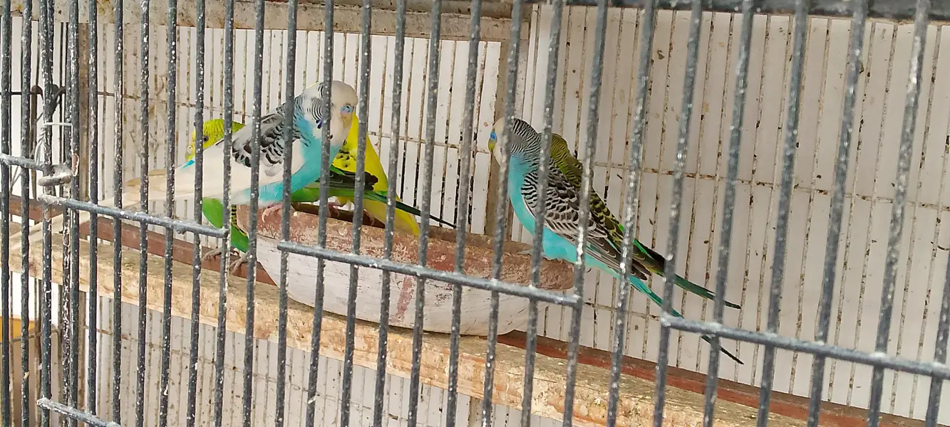 Australian Bugies Bajri for Sale — photo 6