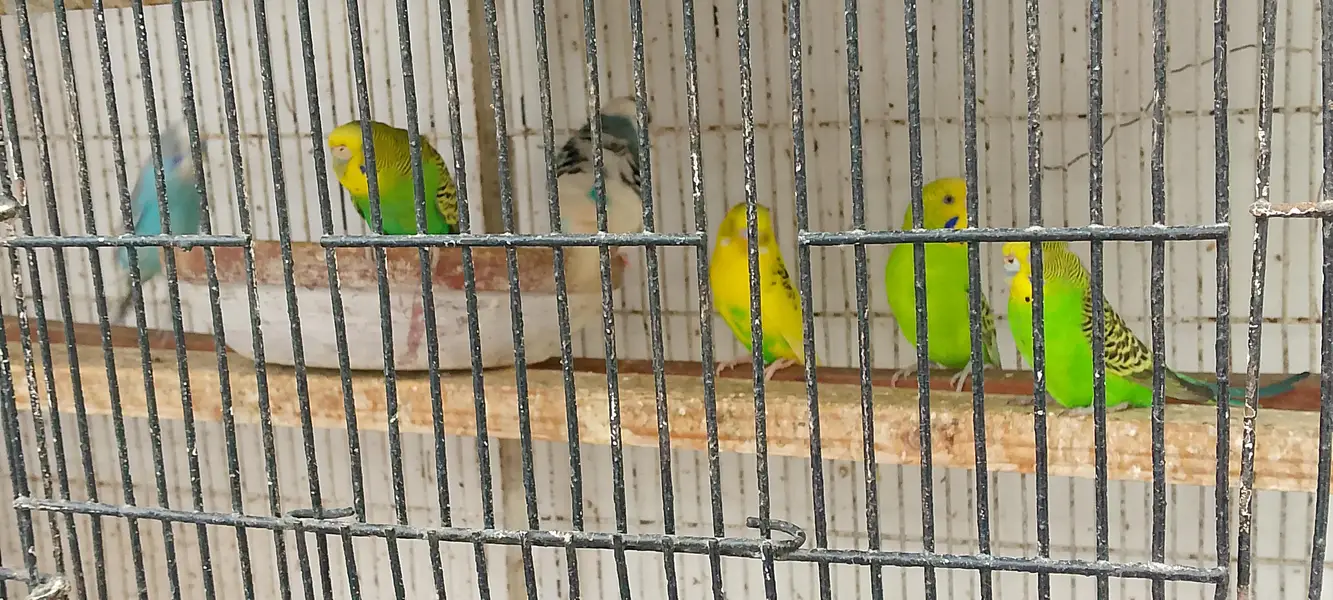 Australian Bugies Bajri for Sale — photo 7