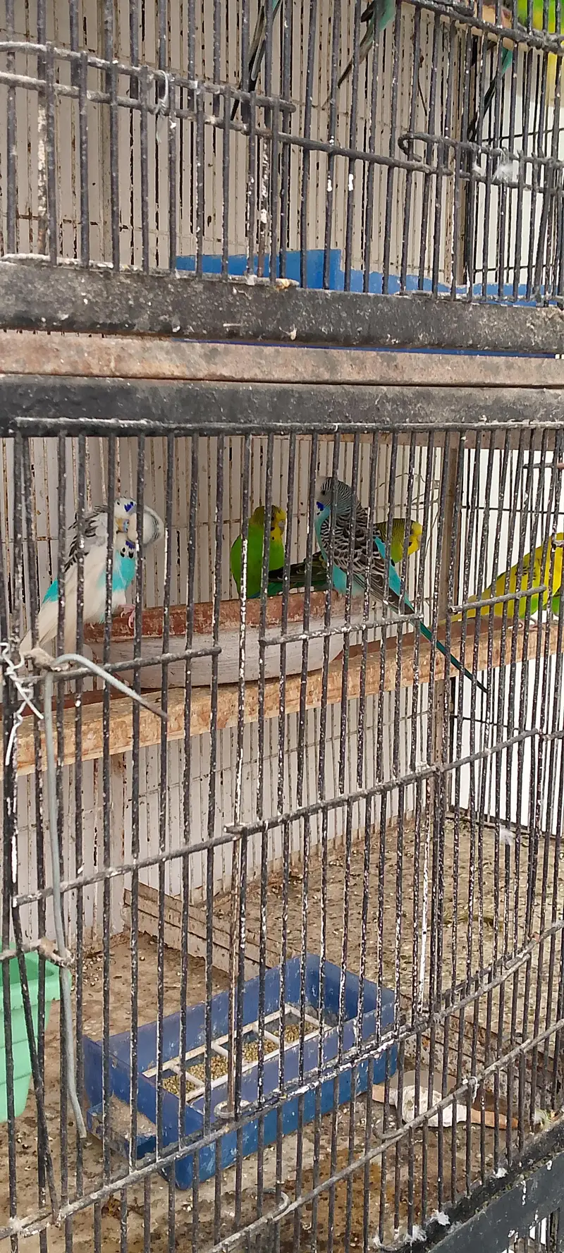 Australian Bugies Bajri for Sale — photo 8