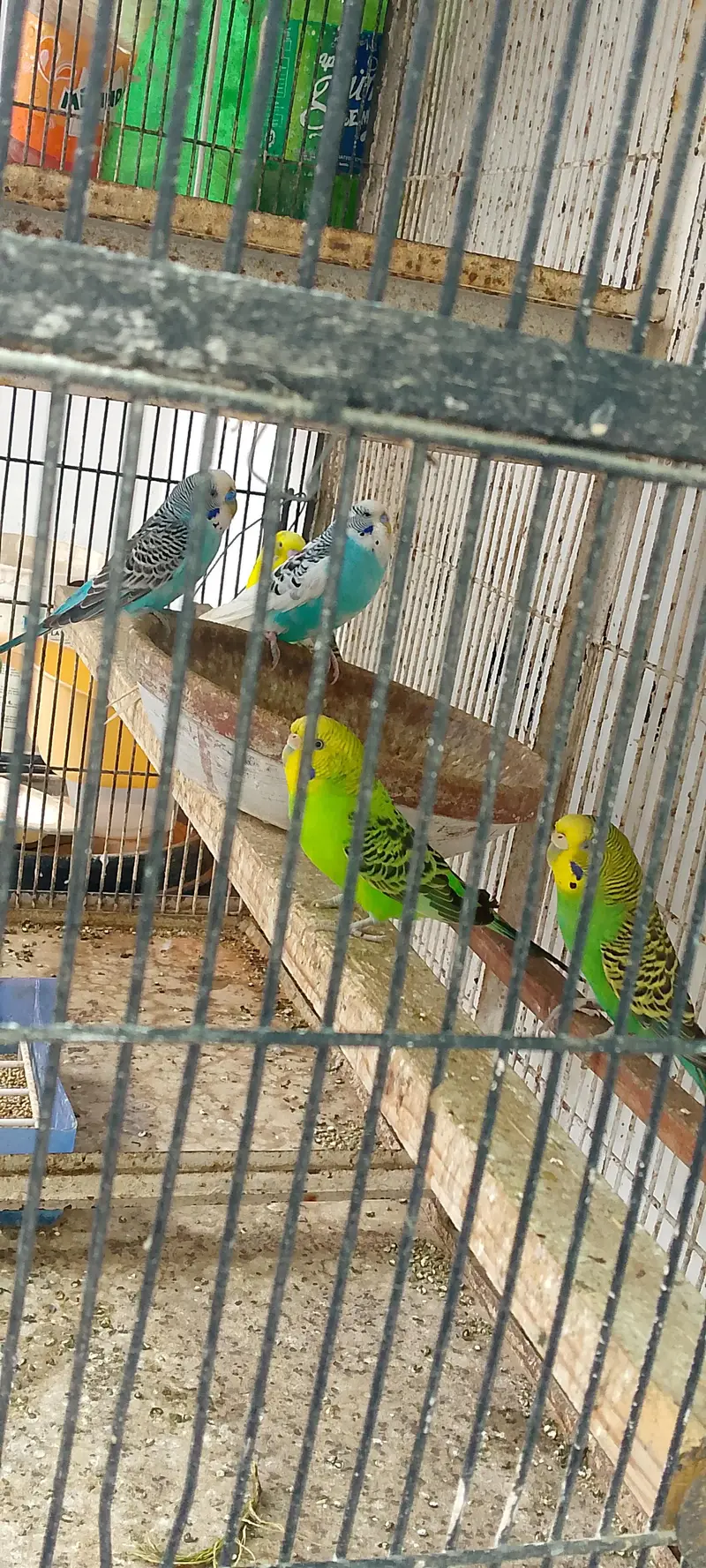 Australian Bugies Bajri for Sale — photo 10