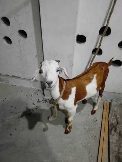 goats are for sale