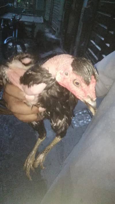 wladti madi high quality wli Aseel hen