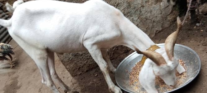 gulabi tapra 2 dant white eyes