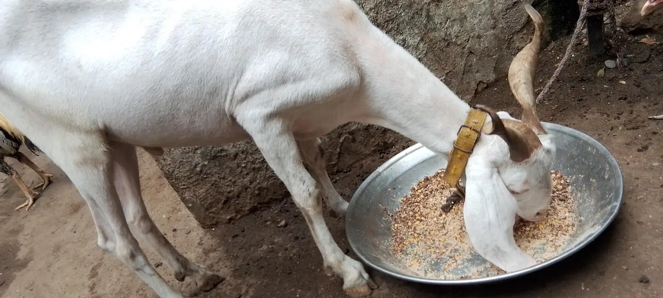 gulabi tapra 2 dant white eyes — photo 2