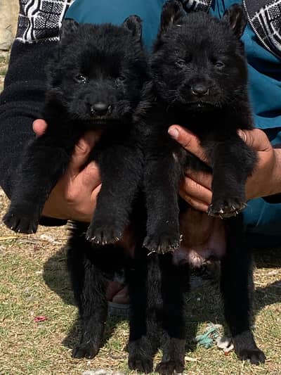 German shepherd Puppy | Long Coat Black German Pupps | GSD Pupps