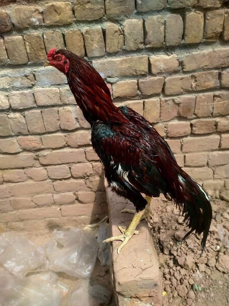 high quality murga 1