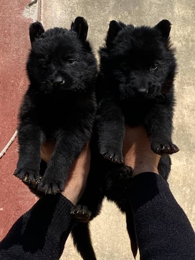 German shepherd Long Coat Pupps | Black German Pupps | GSD