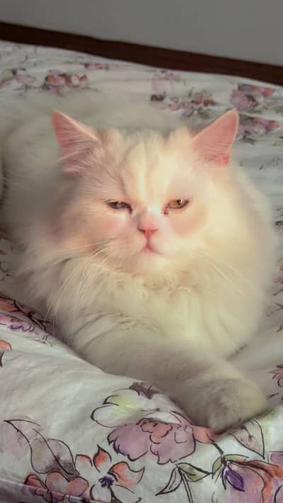 Cats male and female both