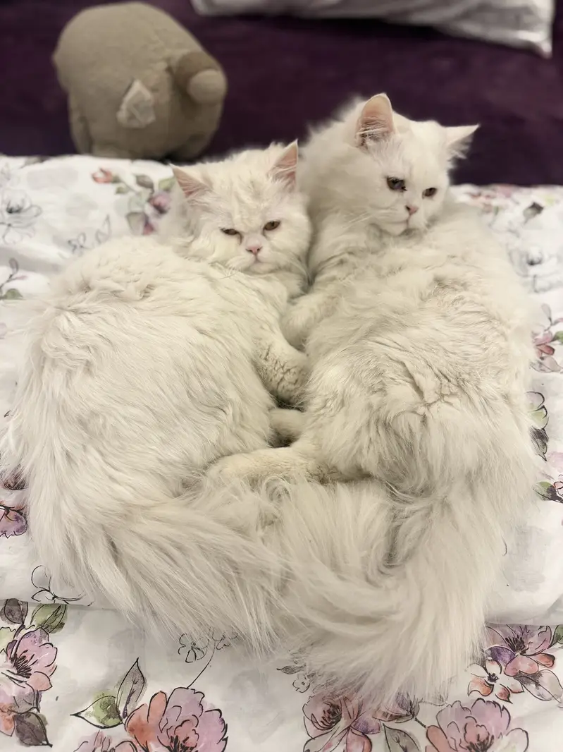 Cats male and female both — photo 2