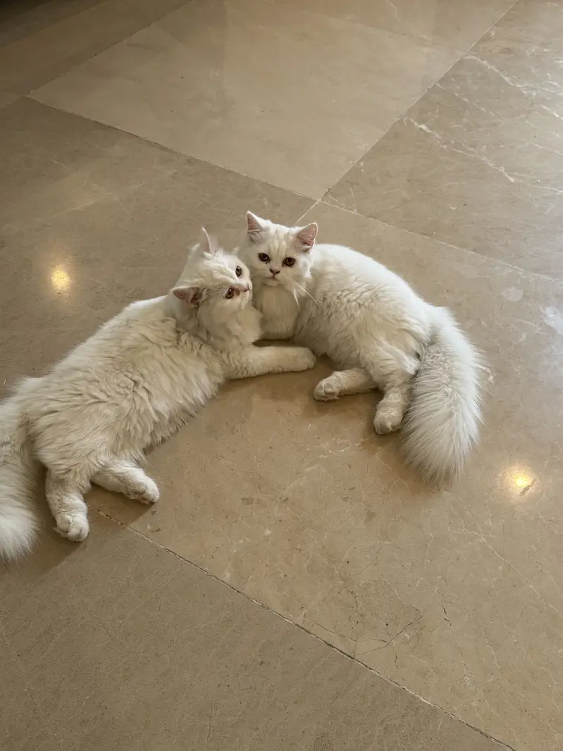 Cats male and female both — photo 3