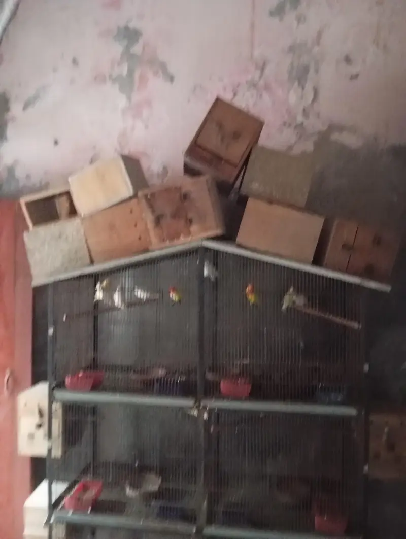 cage for sale — photo 2