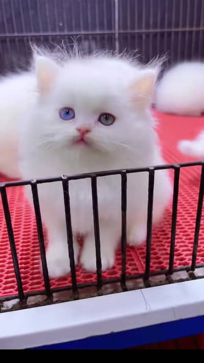 Persian cat for sale My whatapp number 03-09-37-13-671