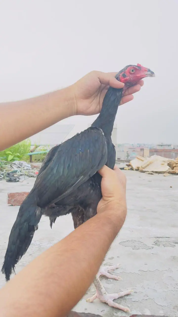 Mushka Aseel Pathay Lasani Aseel Patha Murga Murgi Madi 03098573144 — photo 5