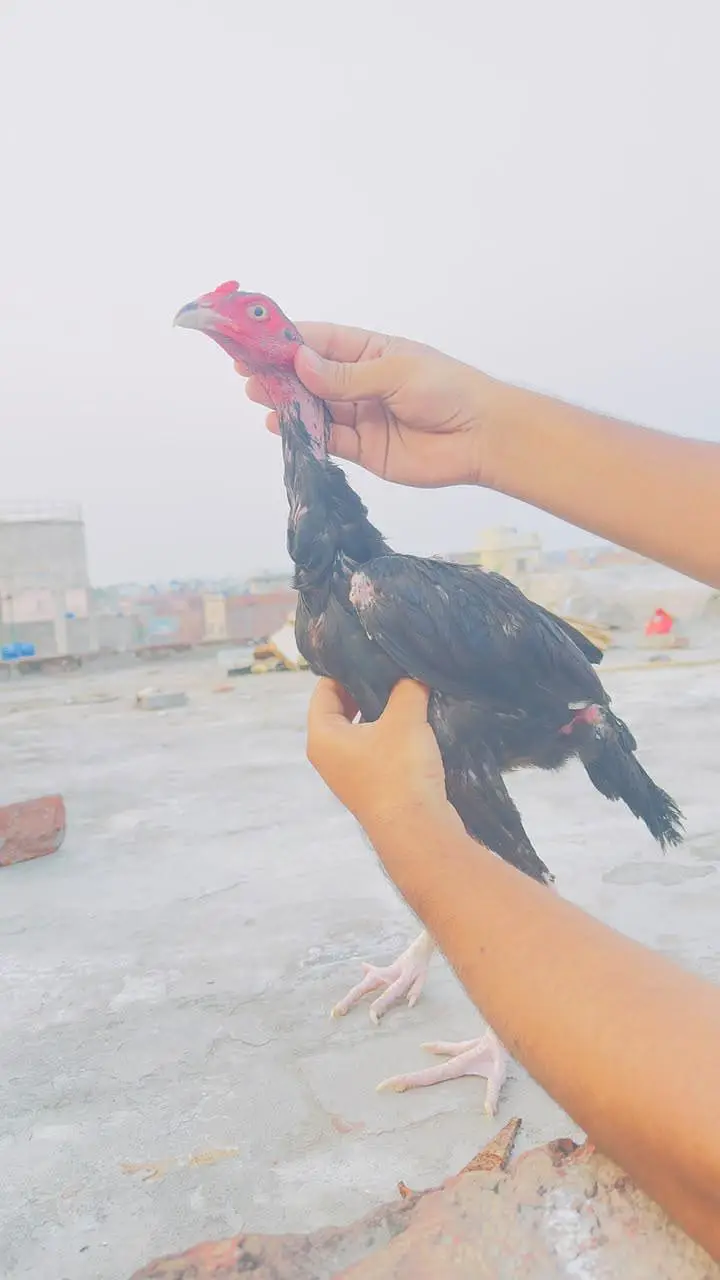 Mushka Aseel Pathay Lasani Aseel Patha Murga Murgi Madi 03098573144 — photo 6