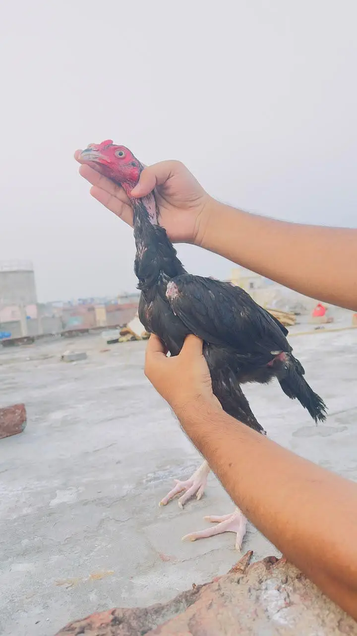 Mushka Aseel Pathay Lasani Aseel Patha Murga Murgi Madi 03098573144 — photo 7