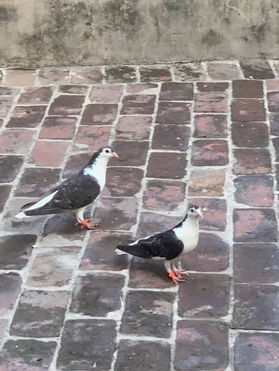 sherazi pair for sale