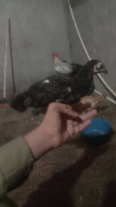 aseel chicks available one chick price 1200