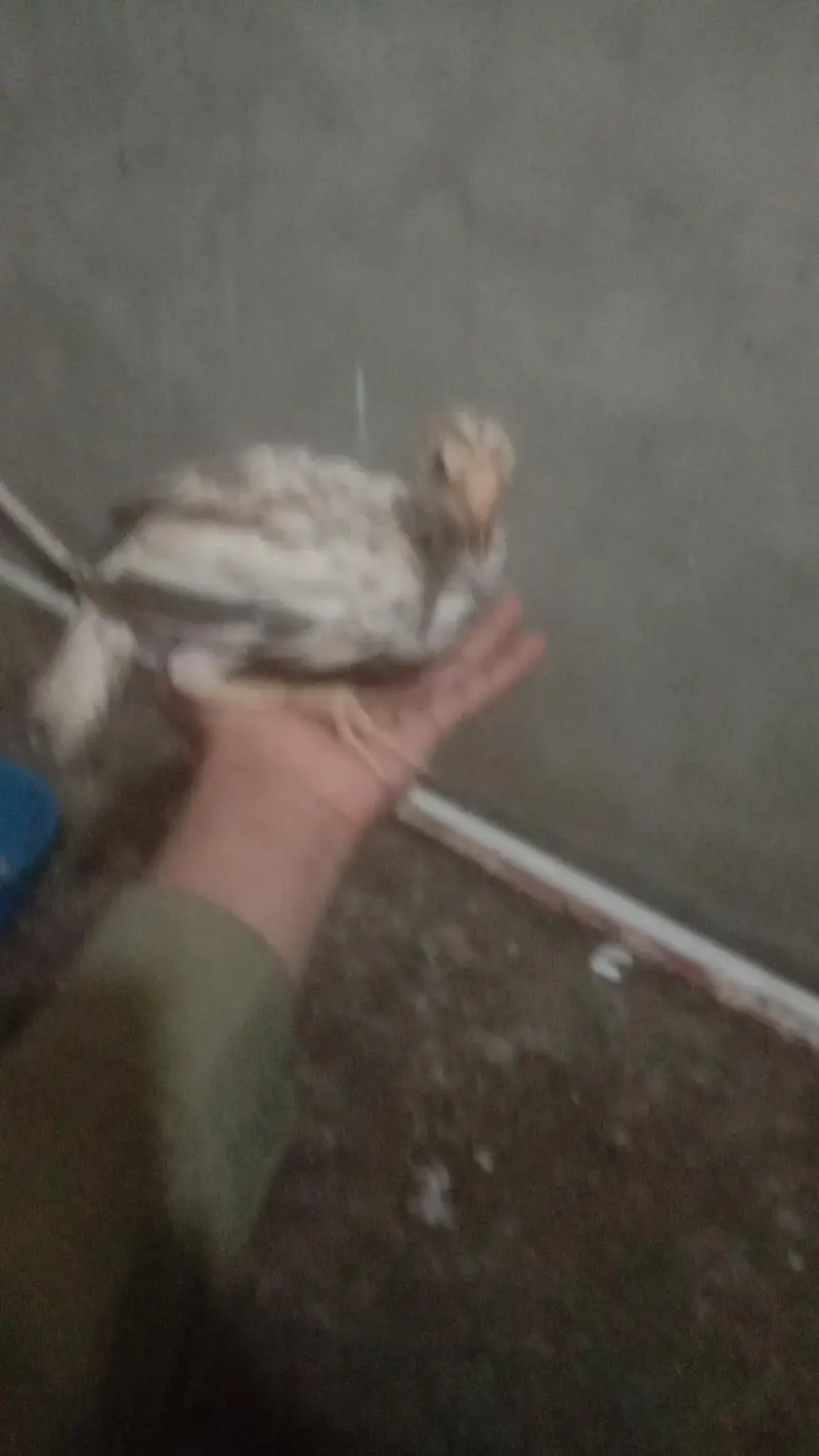 aseel chicks available one chick price 1200 — photo 2
