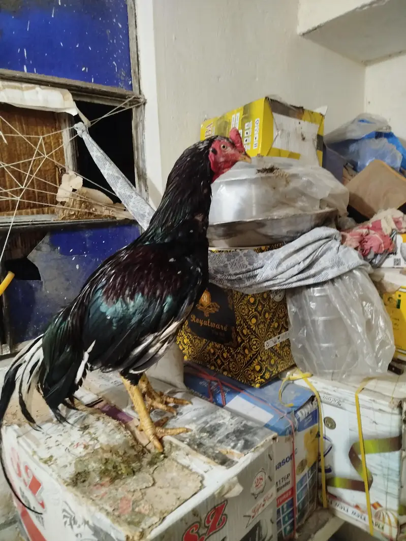 Lasani Breed — photo 2