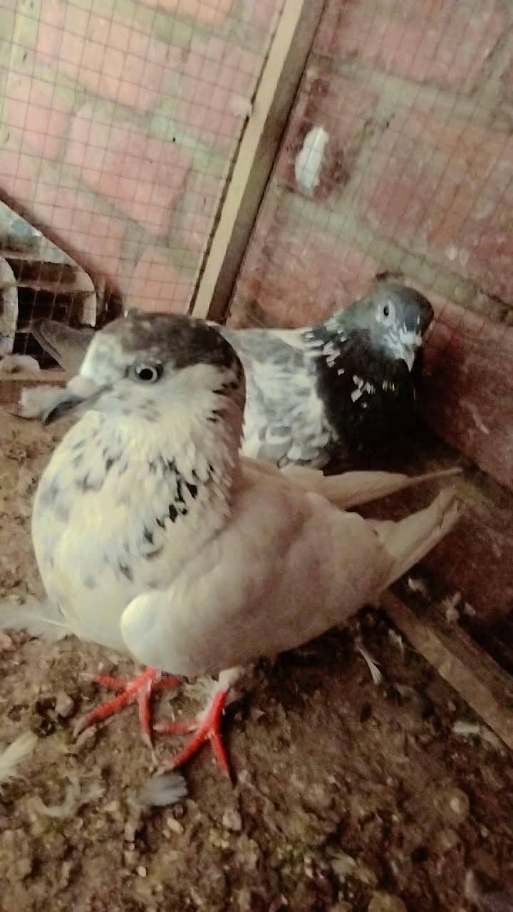 sialkoti pair 1