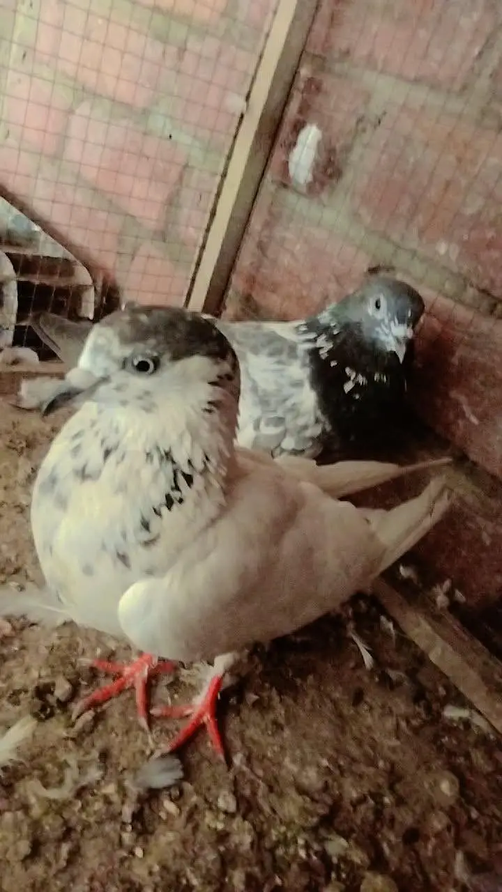 sialkoti pair — photo 2