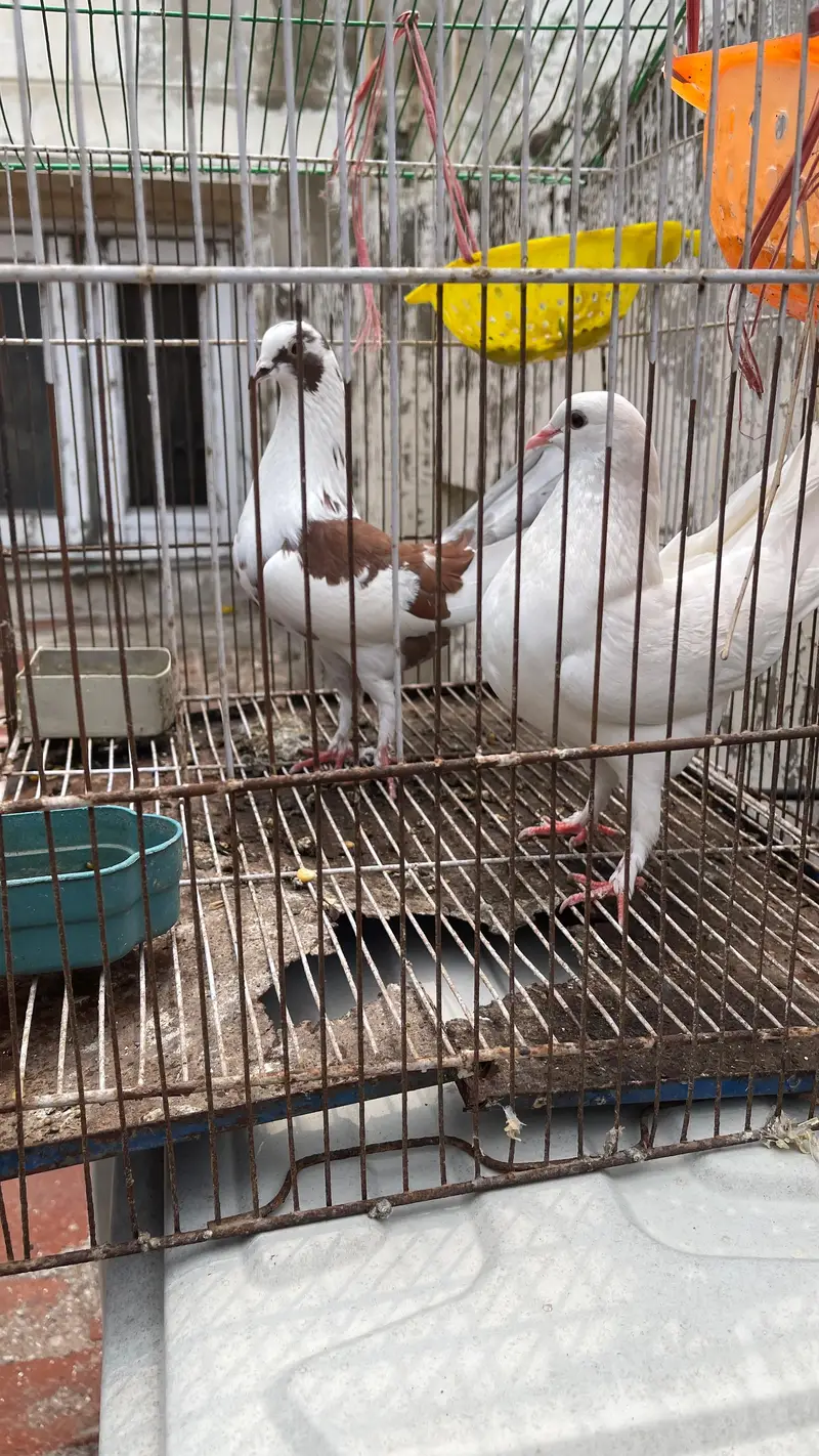 laka pair for sale excellent quality — photo 2