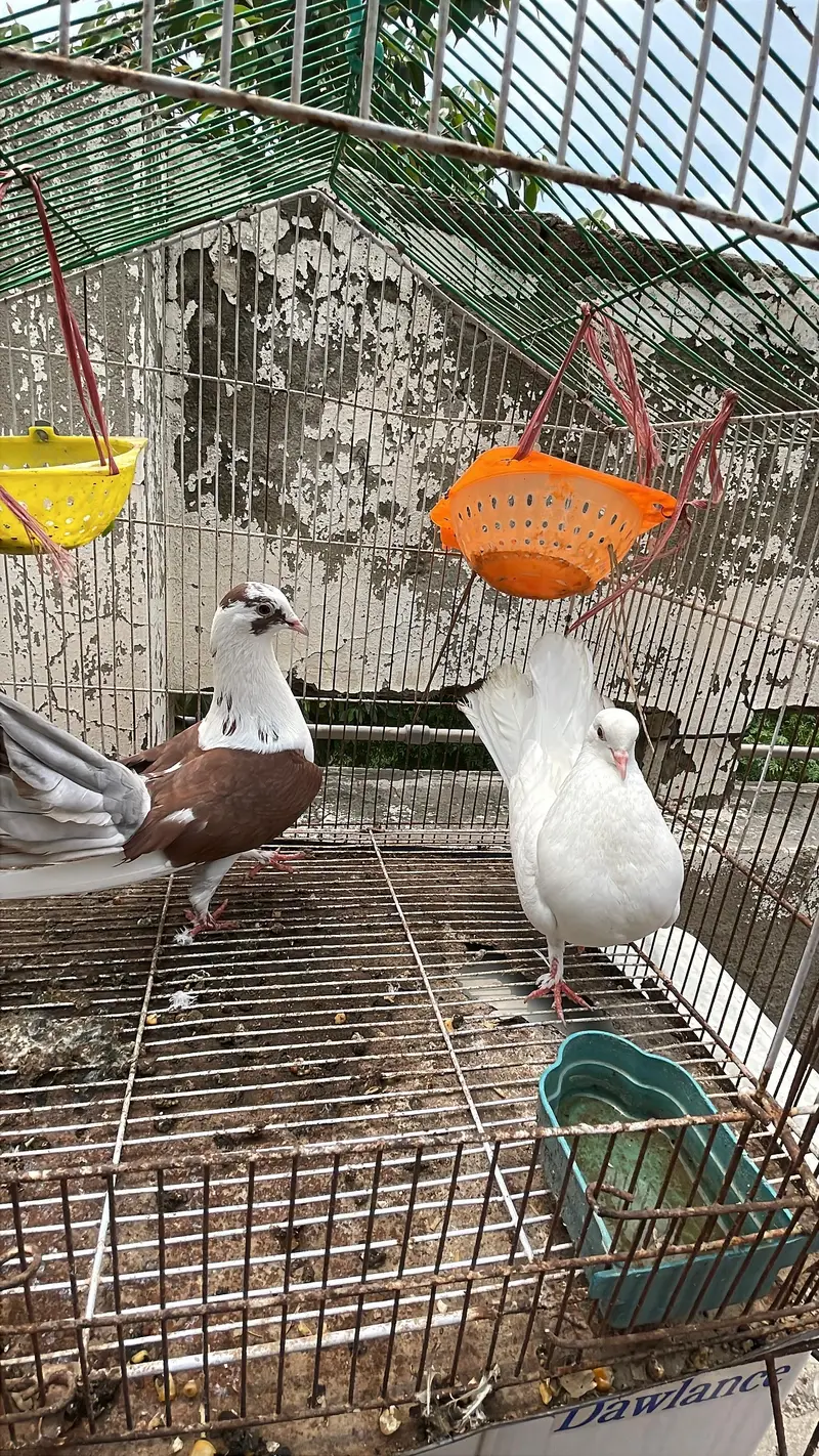 laka pair for sale excellent quality — photo 3