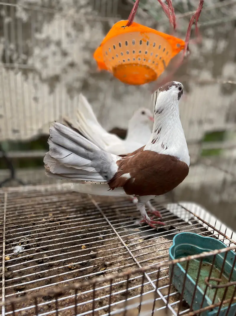 laka pair for sale excellent quality — photo 4