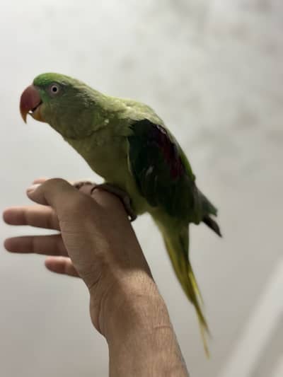 Raw hand tame Talking female