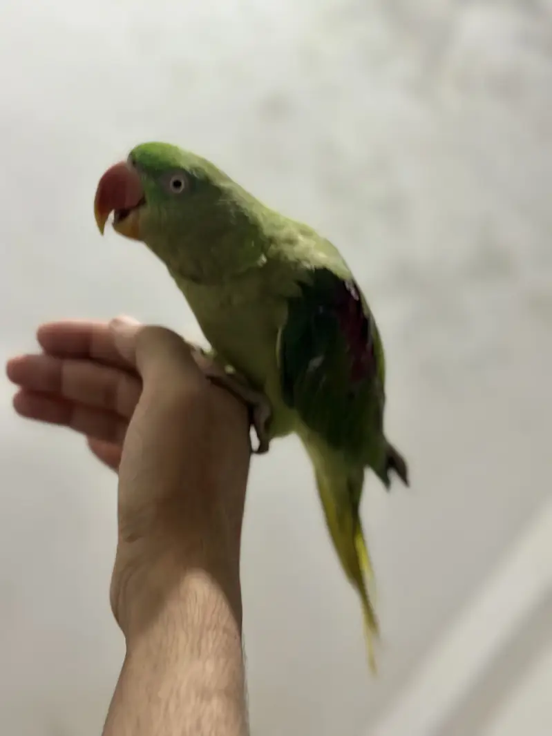 Raw hand tame Talking female — photo 4