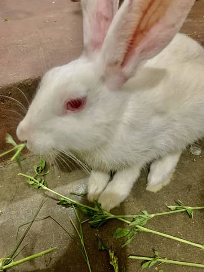 Rabbits