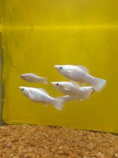 pure Milky Molly fishes and Moontail Molly fishes available.
