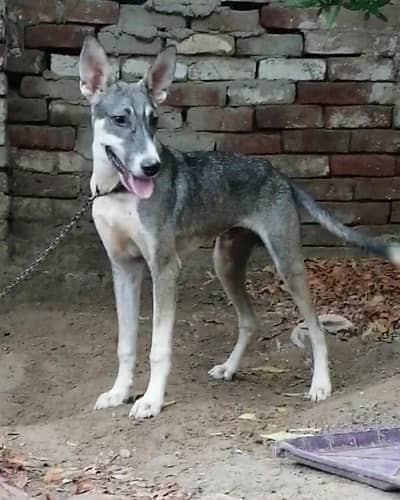 Alsatian bagiyari Male dog