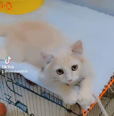 Persian kitten