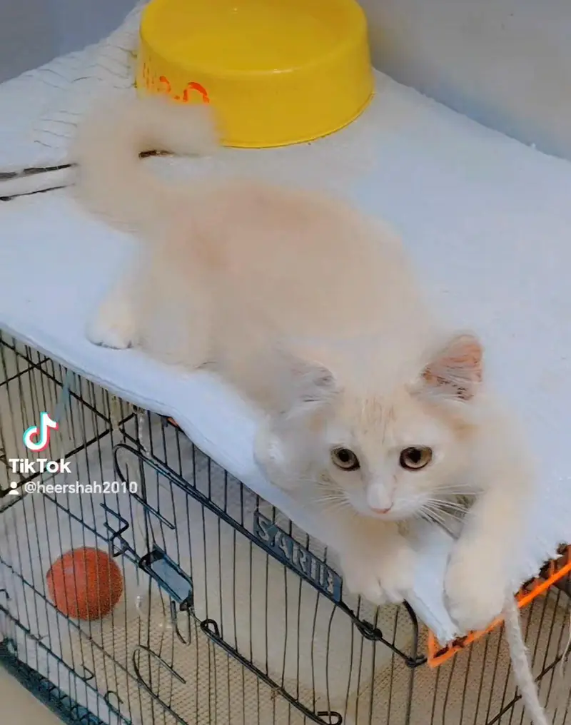 Persian kitten — photo 2
