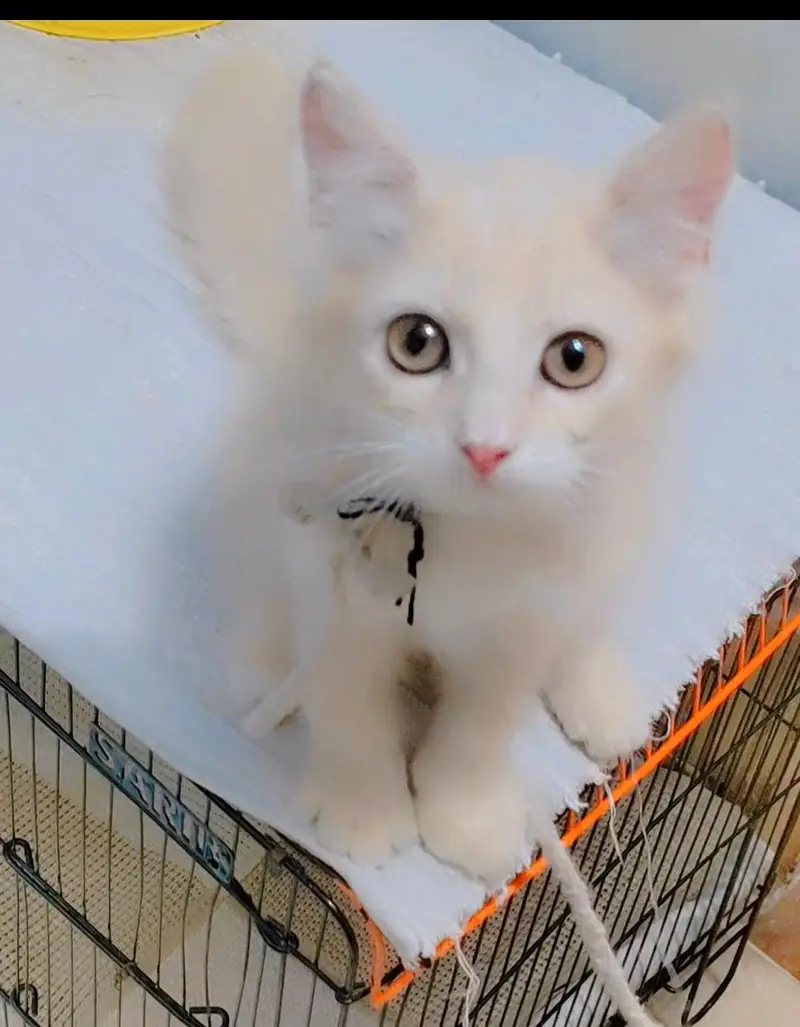 Persian kitten — photo 3