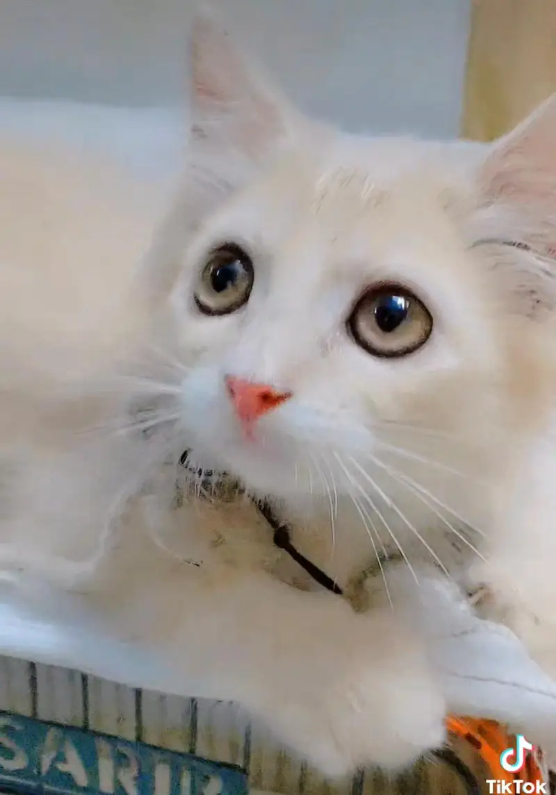 Persian kitten — photo 4